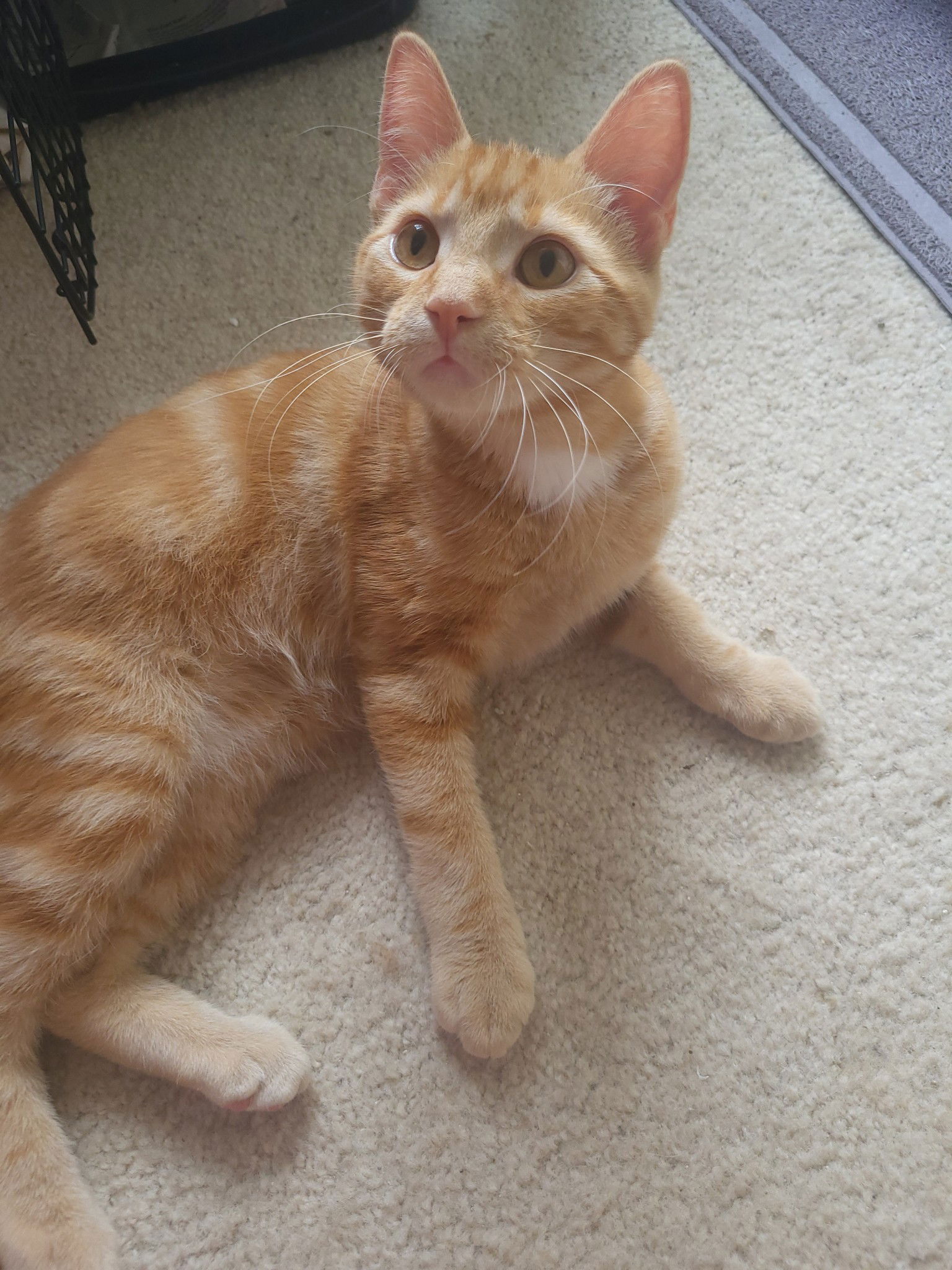 adoptable Cat in Hanover, PA named Golden Graham