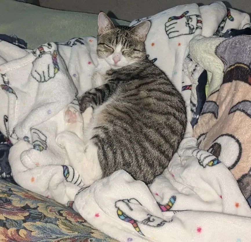 Pepper Jack - Domestic Short Hair