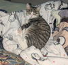 adoptable Cat in hanover, PA named Pepper Jack