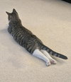 Pepper Jack - Photo 2