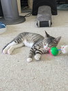 Pepper Jack - Photo 4
