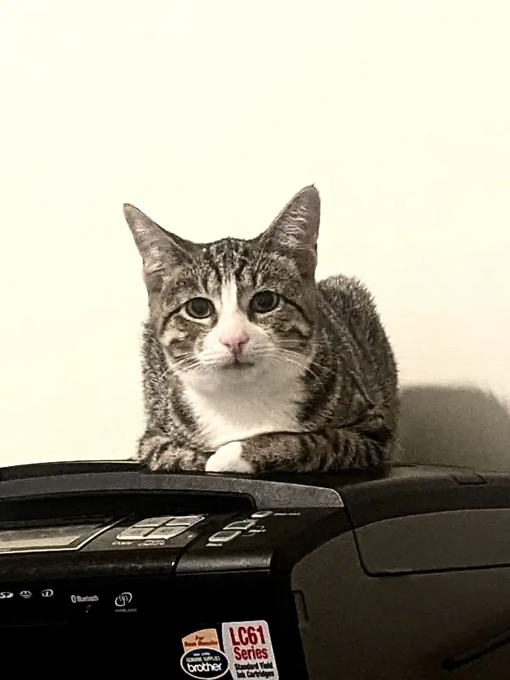 Pepper Jack image 3