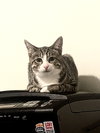 Pepper Jack - Photo 3