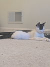 Brie - Photo 7