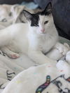 adoptable Cat in hanover, PA named Brie