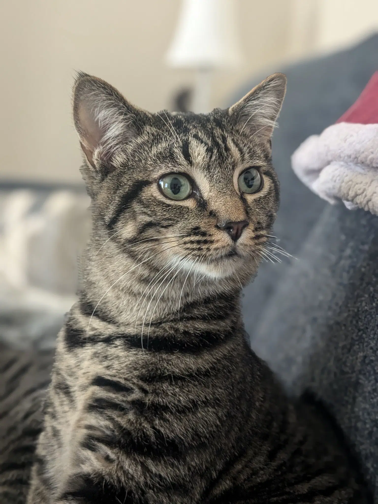 Pop Rock - Domestic Short Hair