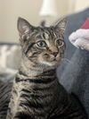 adoptable Cat in hanover, PA named Pop Rock