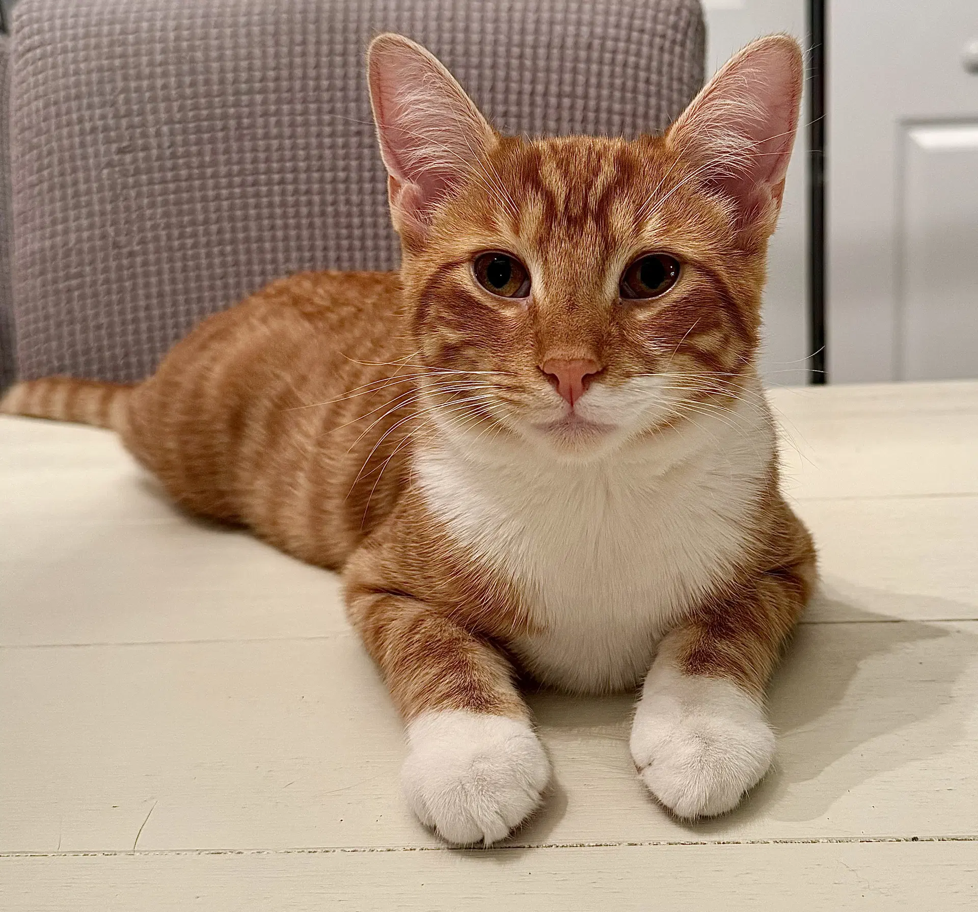 Bolter - Domestic Short Hair