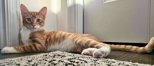BOLTER - Domestic Short Hair available for adoption