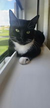 adoptable Cat in hanover, PA named Rowen