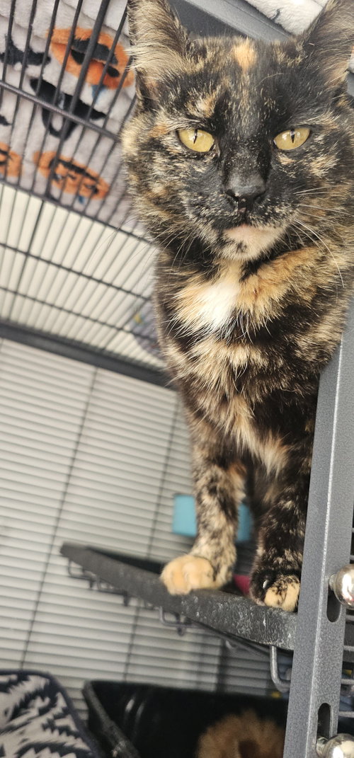 ARTEMIS - Domestic Short Hair available for adoption