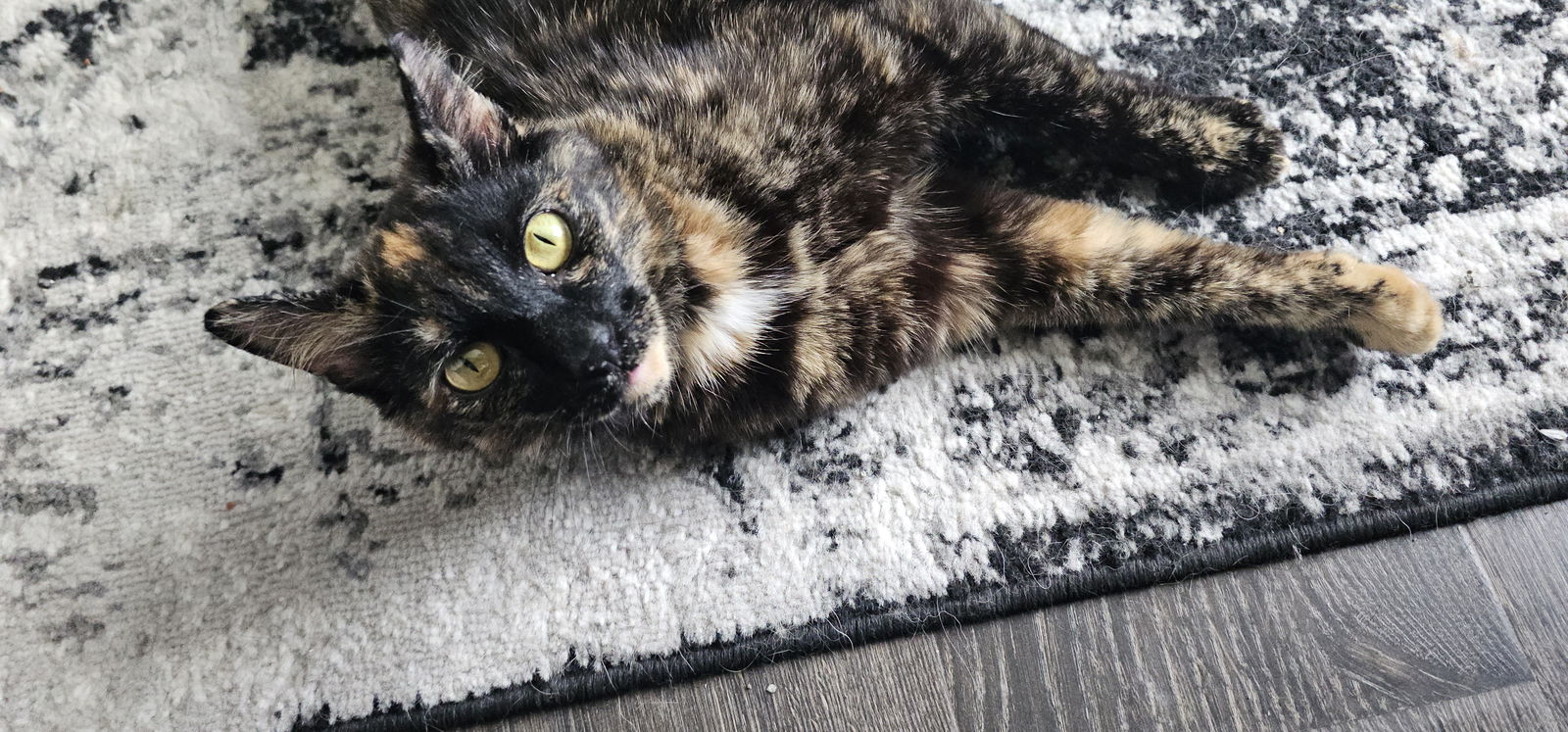 adoptable Cat in Hanover, PA named Artemis