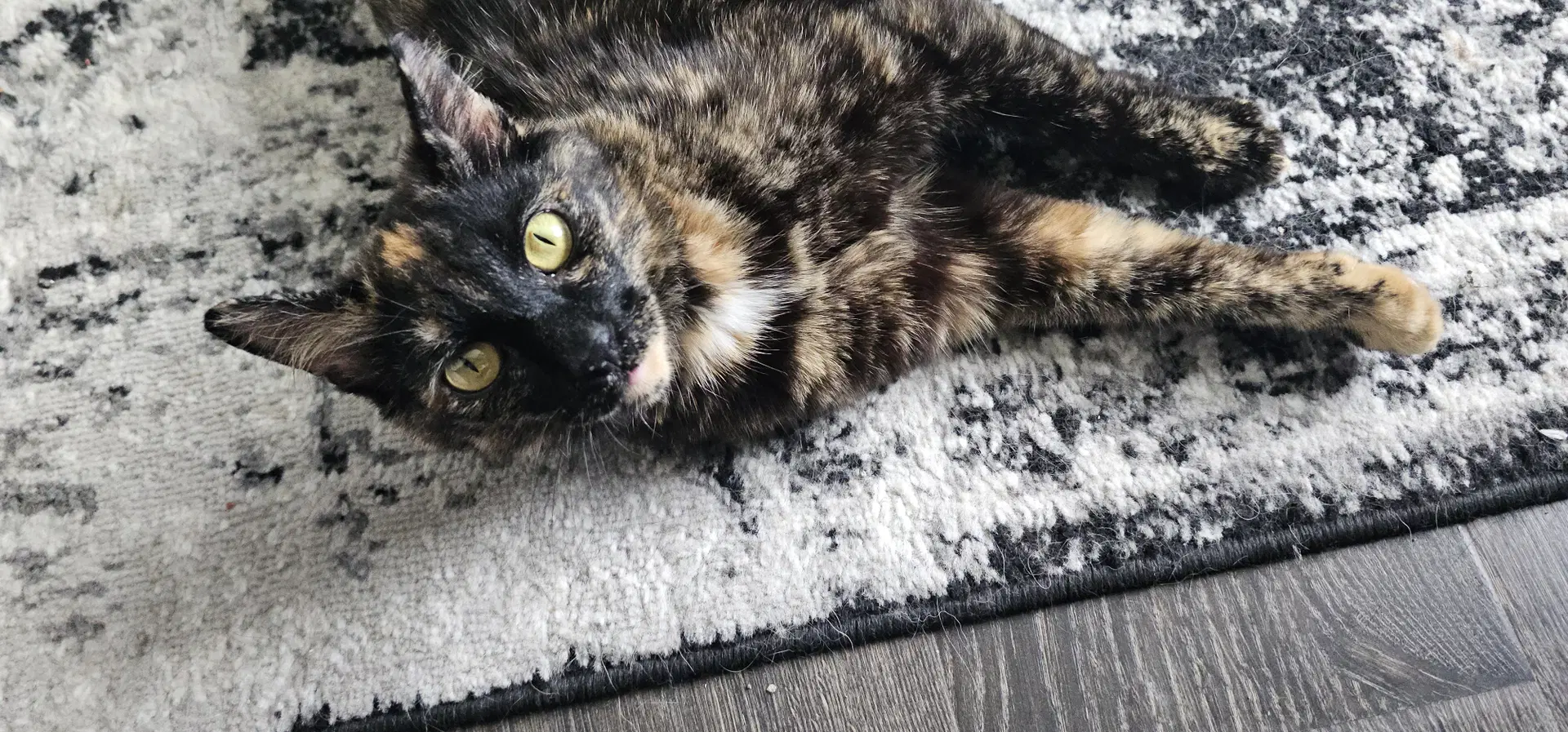 Artemis - Tortoiseshell