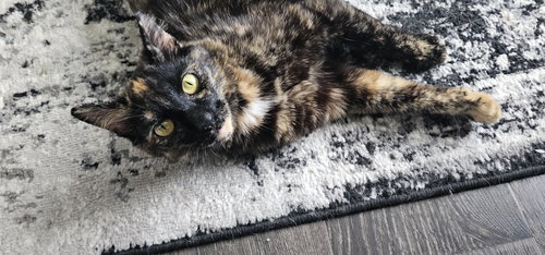 picture of the cat needing adoption
