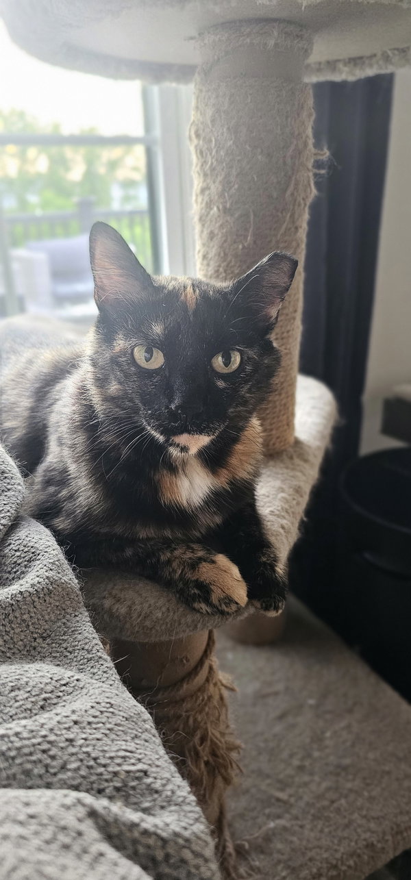 Artemis