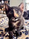 adoptable Cat in hanover, PA named Athena