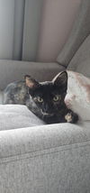 adoptable Cat in , PA named Sabrina