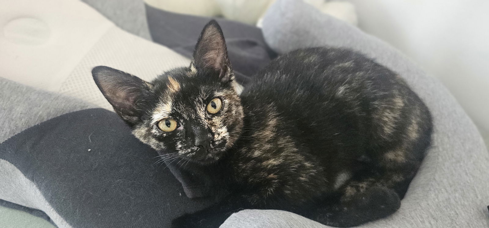 adoptable Cat in Hanover, PA named Olivia