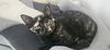 adoptable Cat in , PA named Olivia