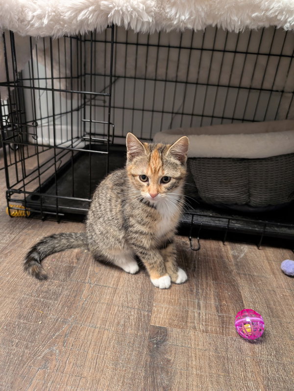 Daphne