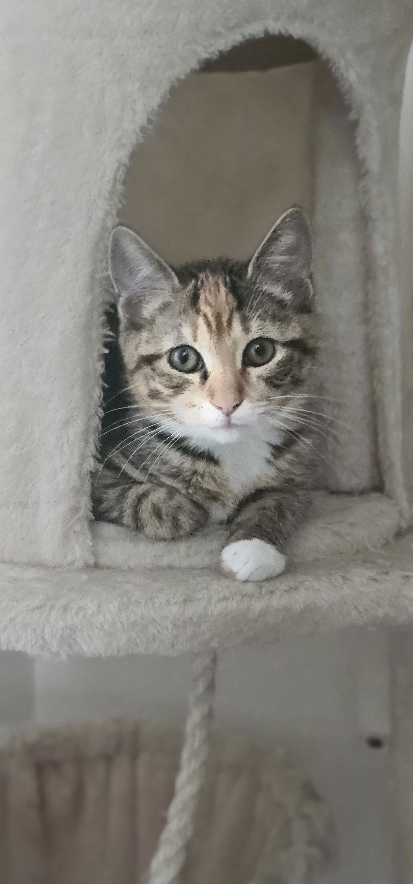adoptable Cat in Hanover, PA named Daphne