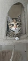 adoptable Cat in , PA named Daphne