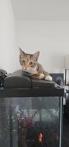 Daphne - Photo 2