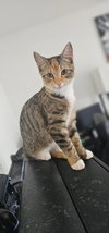 Daphne - Photo 1
