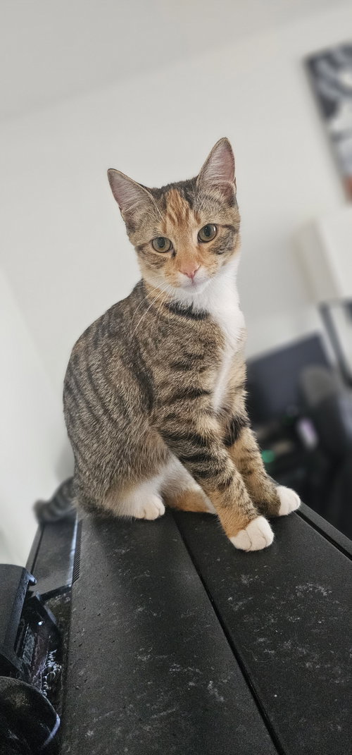 DAPHNE - Domestic Short Hair available for adoption