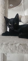adoptable Cat in , PA named Ben