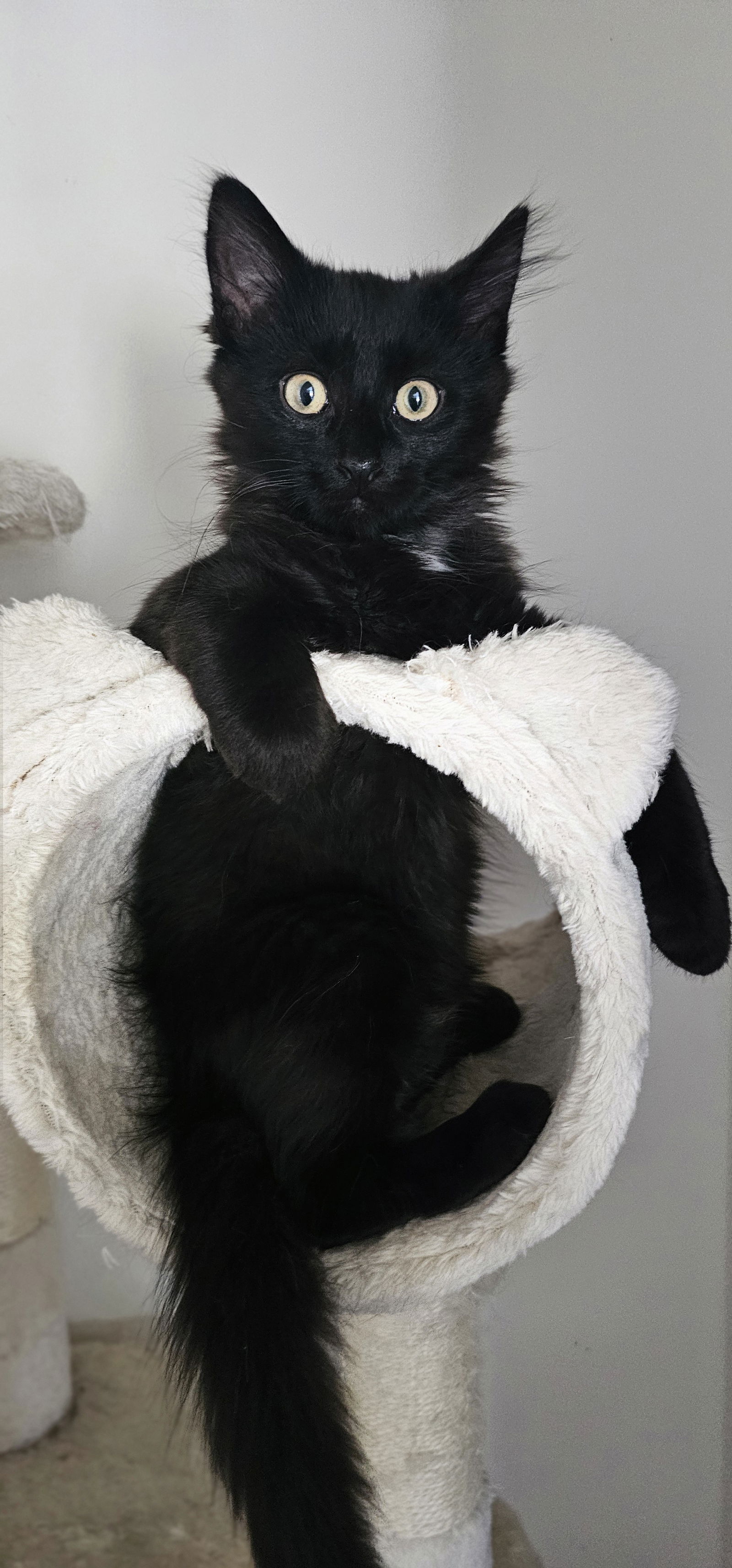 adoptable Cat in Hanover, PA named Ares