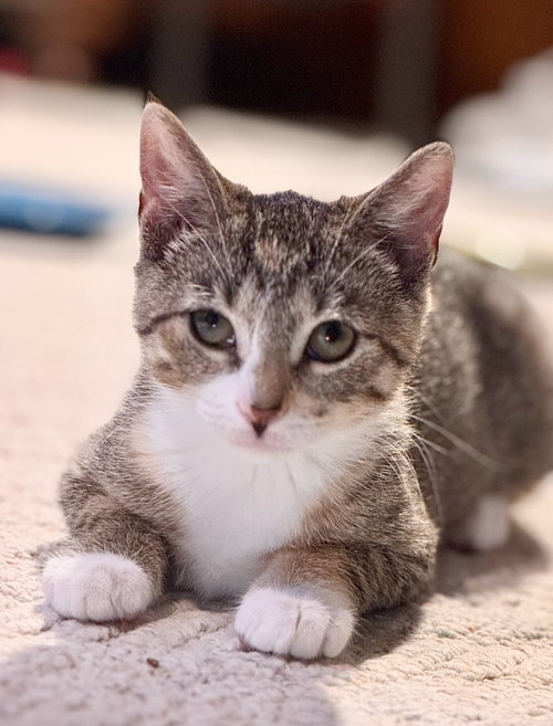 picture of the cat needing adoption