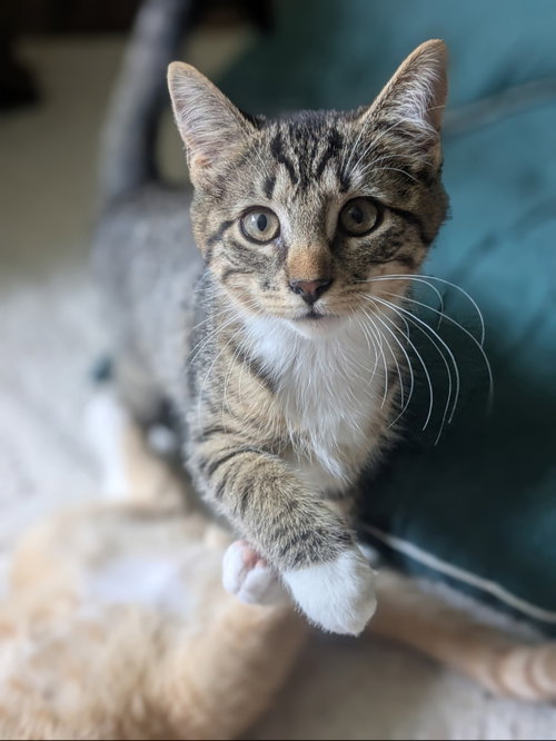 PRINCESS - Domestic Short Hair available for adoption