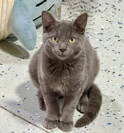 ESTEE - Domestic Short Hair available for adoption