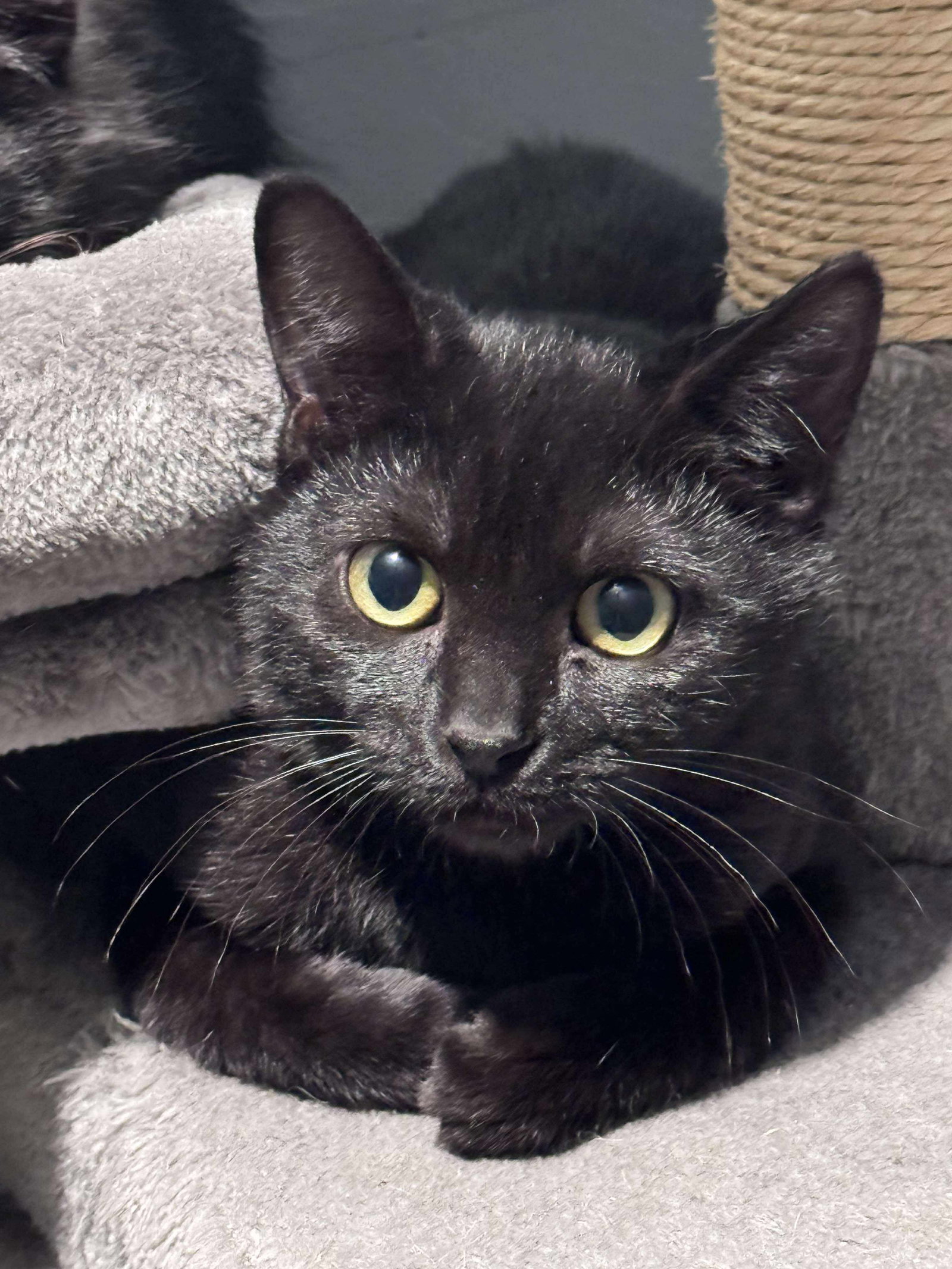 Coal