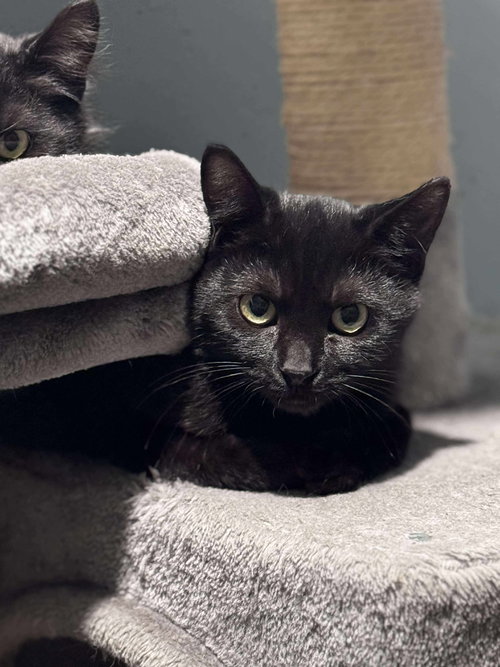 COAL - Domestic Short Hair available for adoption