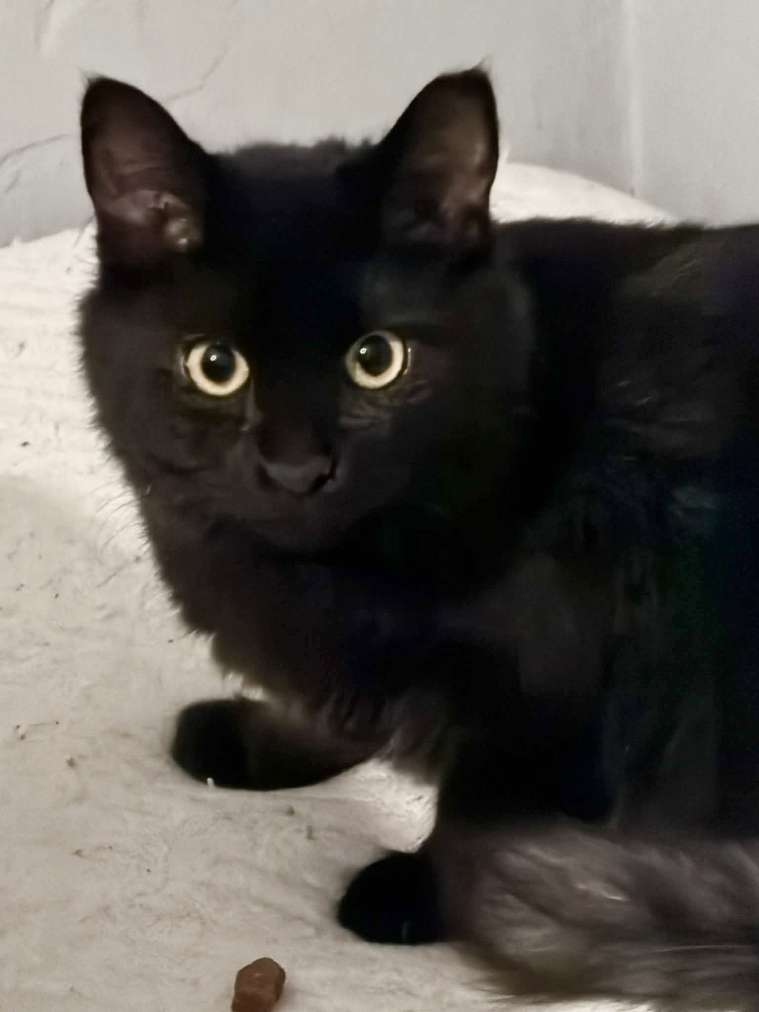 Ash