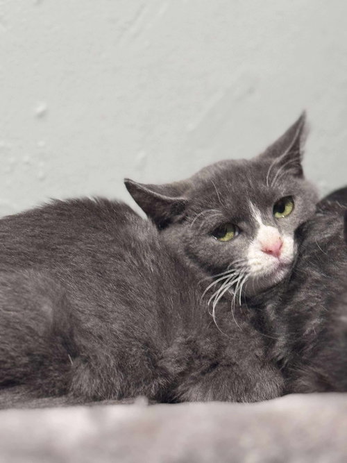 LUNA - Domestic Short Hair available for adoption