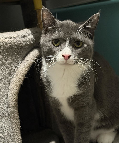 picture of the cat needing adoption