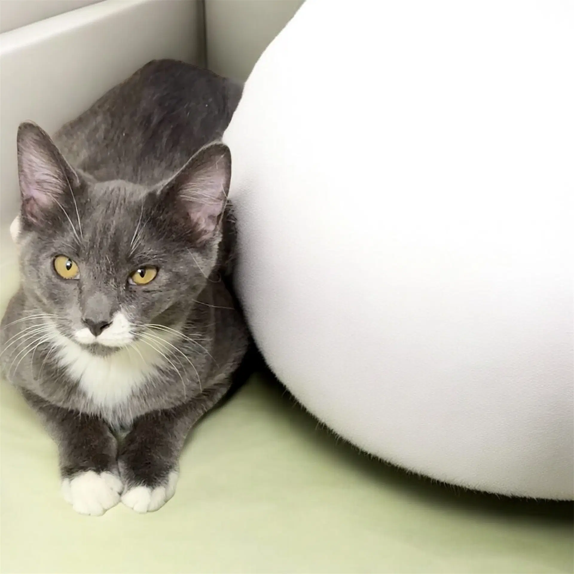 Maeve - Domestic Short Hair