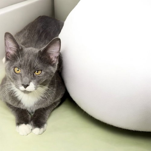 picture of the cat needing adoption