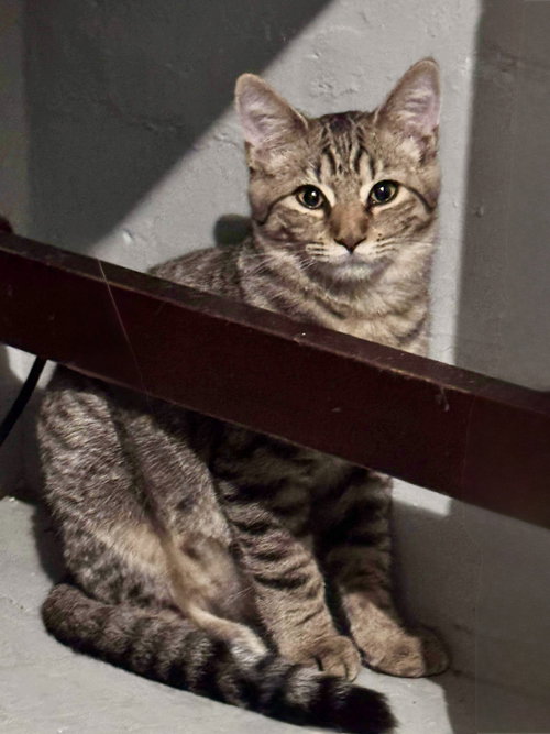 JUNIPER - Domestic Short Hair available for adoption