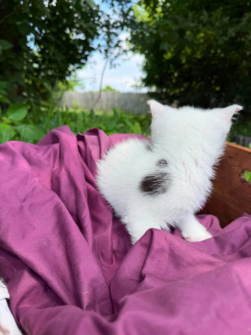Buttercup photo 2