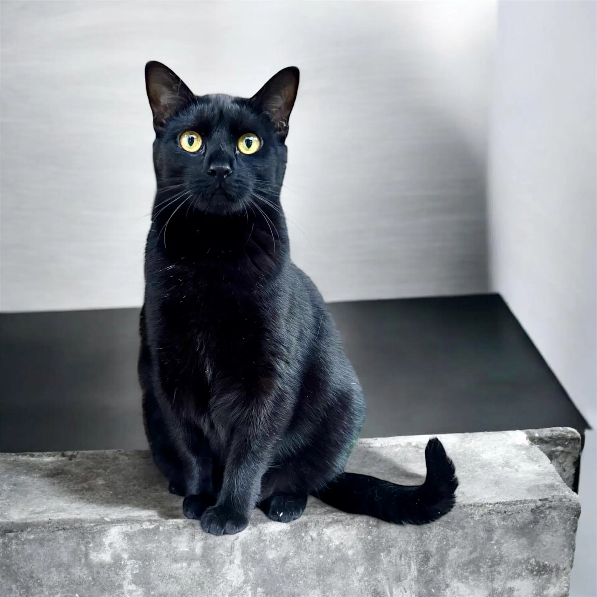 Jet - Domestic Short Hair