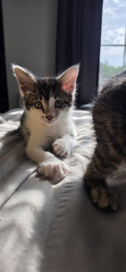 Moose, an adoptable Domestic Short Hair in Hanover, PA