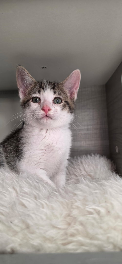 Poli, an adoptable Domestic Short Hair in Hanover, PA