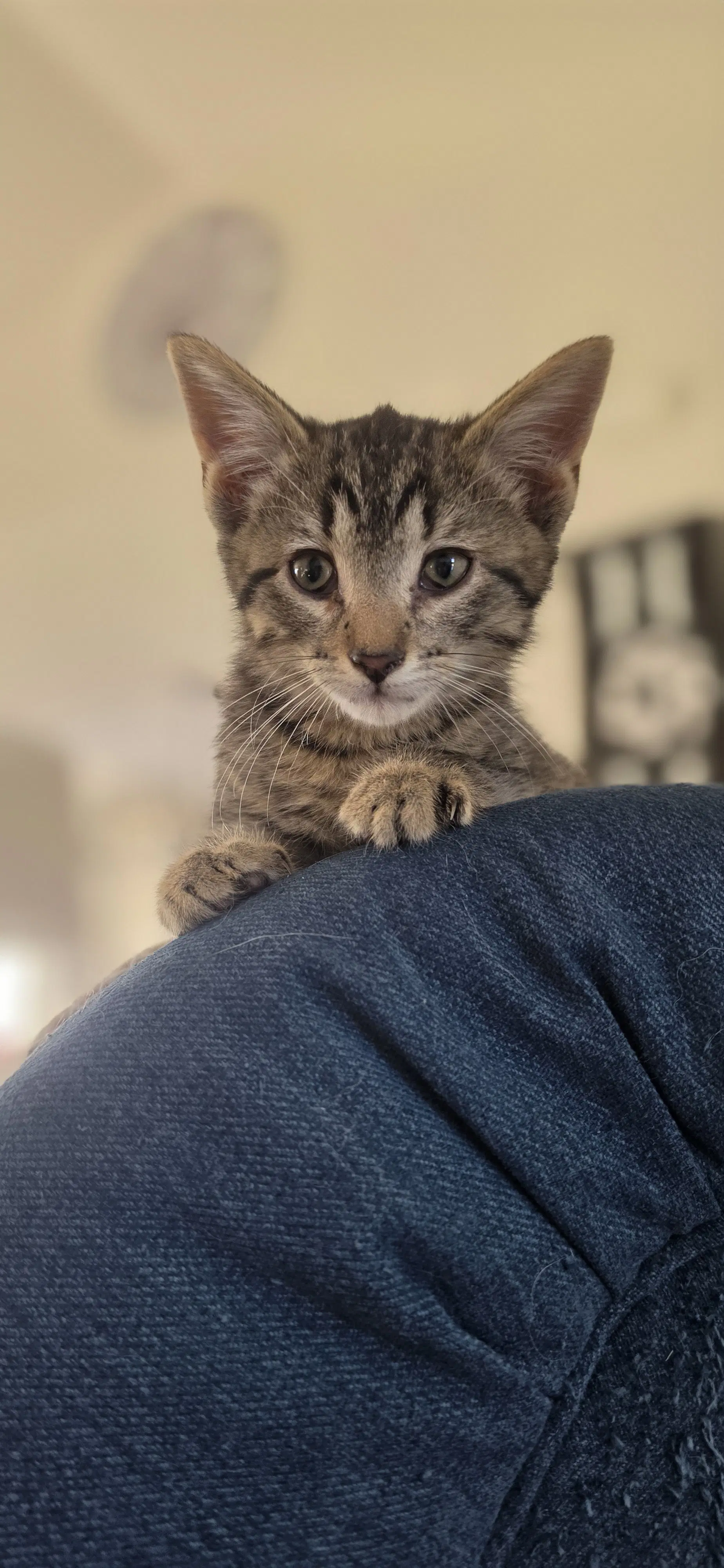 Dough - Domestic Short Hair