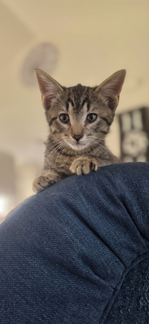 Dough, an adoptable Domestic Short Hair in Hanover, PA
