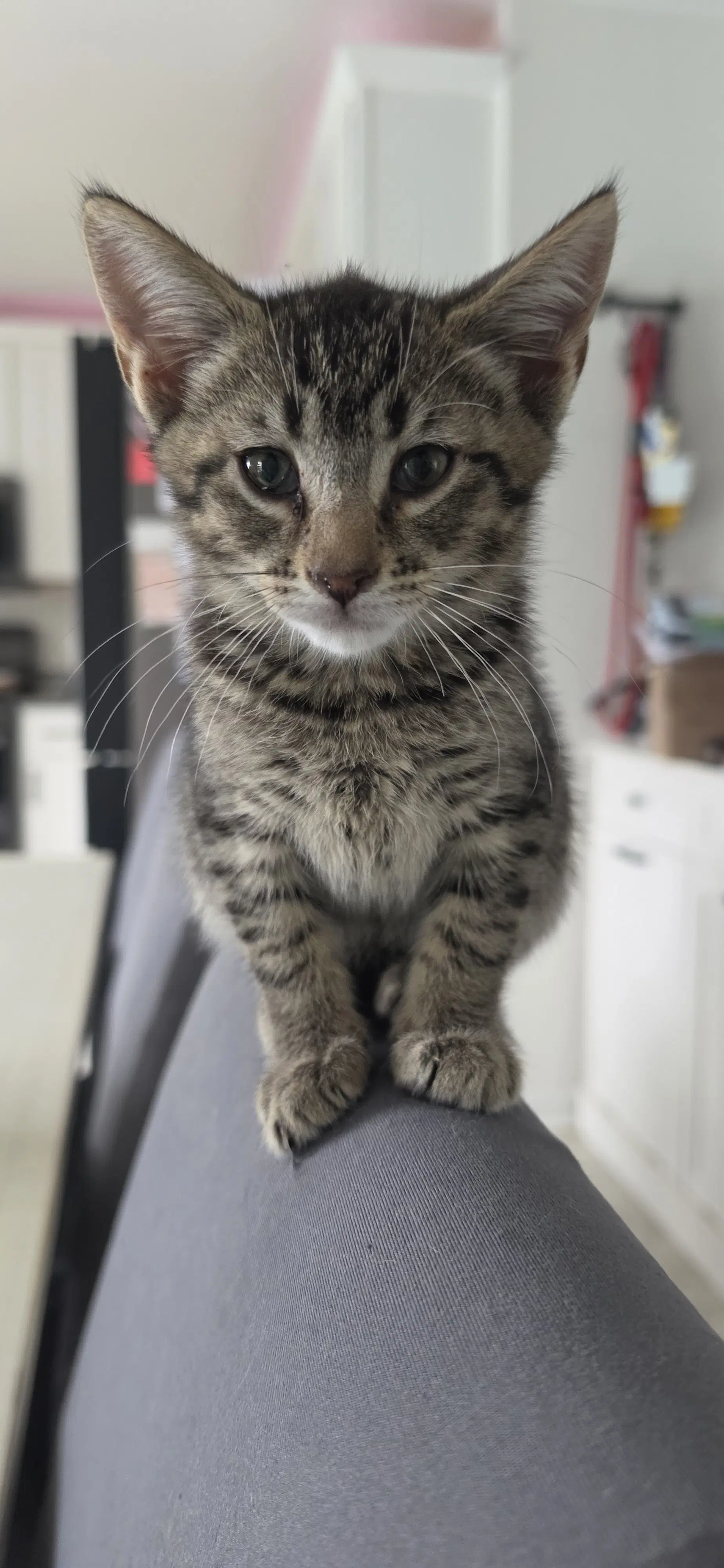 Chip - Domestic Short Hair