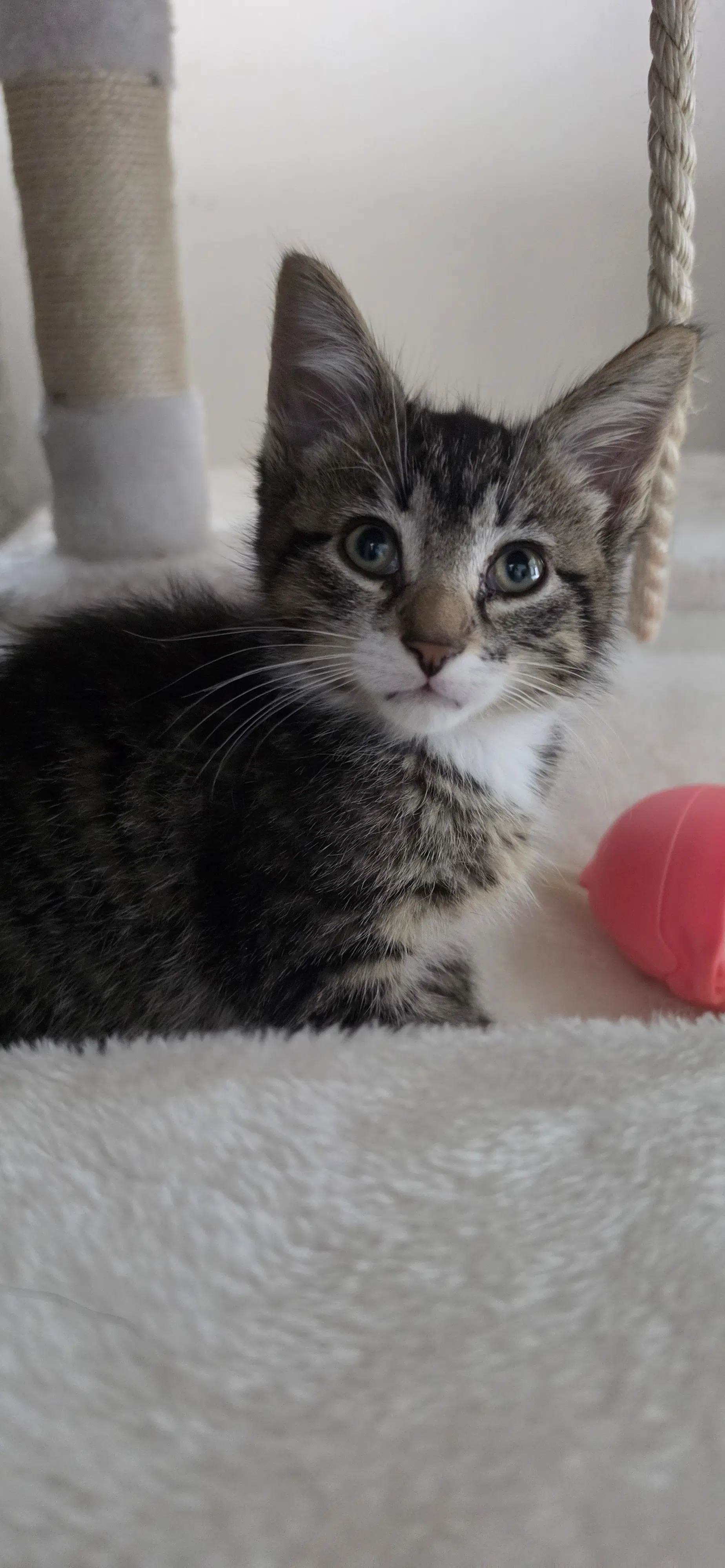 Rocky - DSH